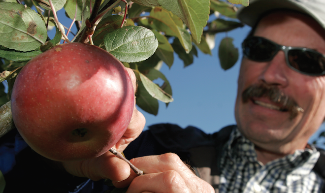 https://fruitgrowersnews.com/wp-content/uploads/2021/03/David-Bedford-with-Triumph-apple.png