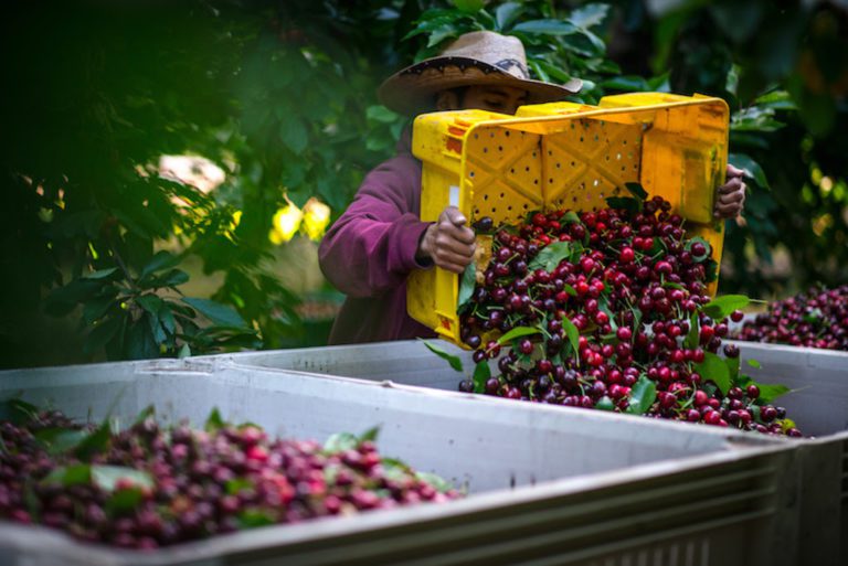 California cherry growers anticipate near record crop and safe