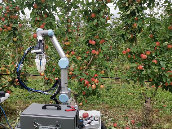 Apple season Australia: Growing and picking fresh apples