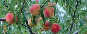South Baldwin Farms peaches