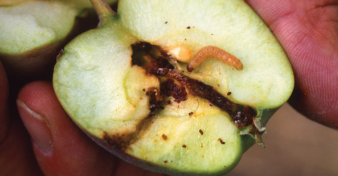 Apple bagging for codling moth control - Western Agricultural Research  Center