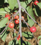Hunsberger Farms' tart cherries