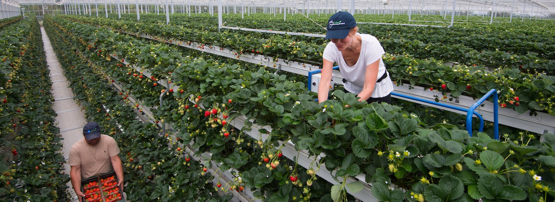 https://fruitgrowersnews.com/wp-content/uploads/2021/07/Vertically-grown-strawberries.jpg