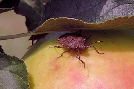 Brown marmorated stink bug trap in Michigan vineyard