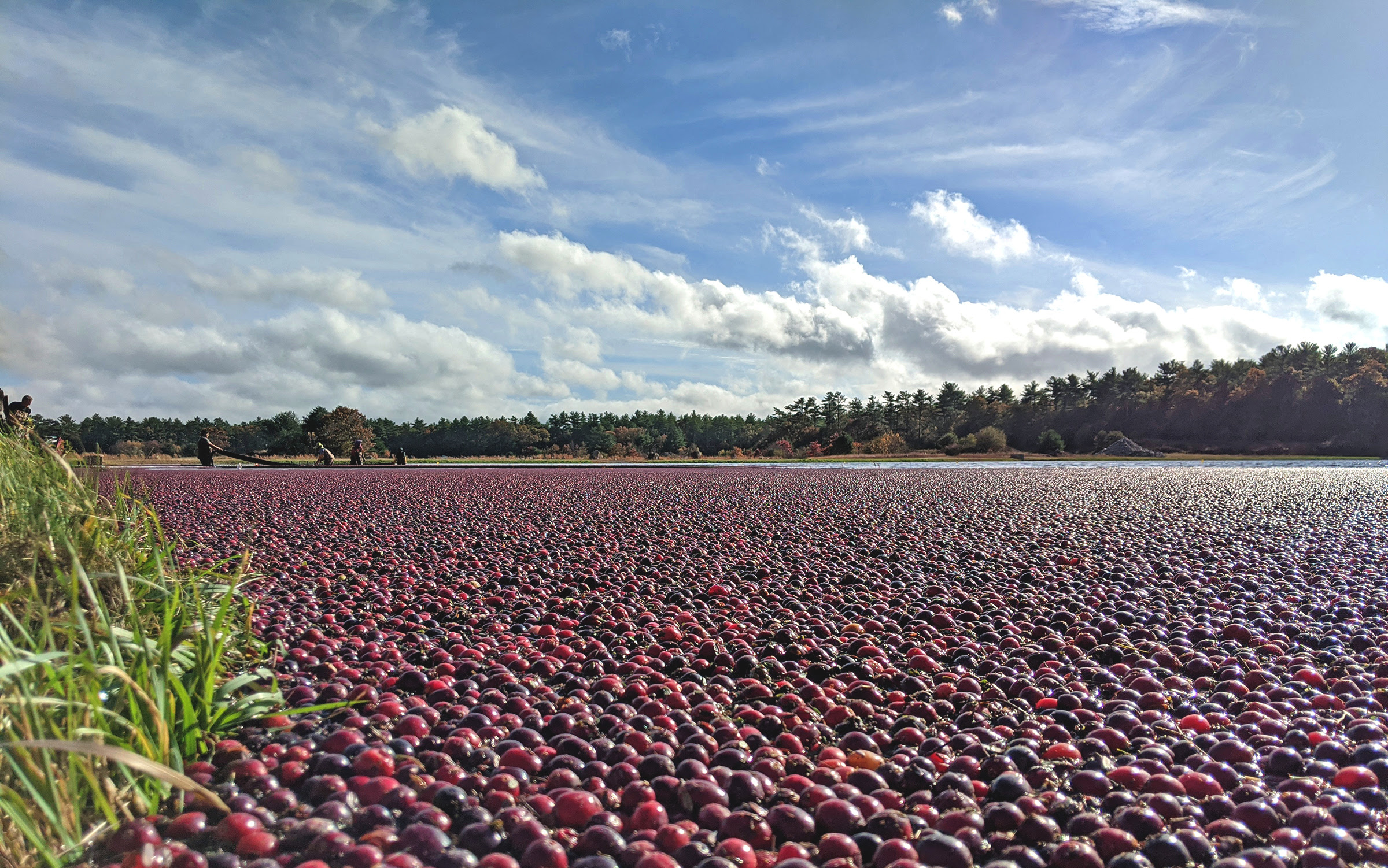 Massachusetts cranberry growers forecast an average crop this season