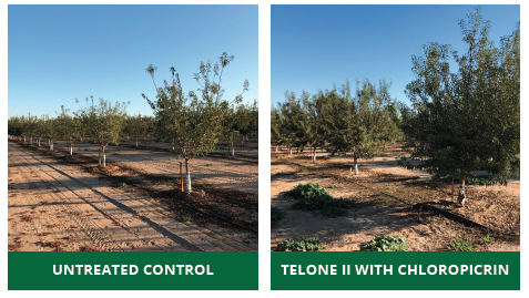 Orchard growth, untreated control vs Telone II with Chloropicrin