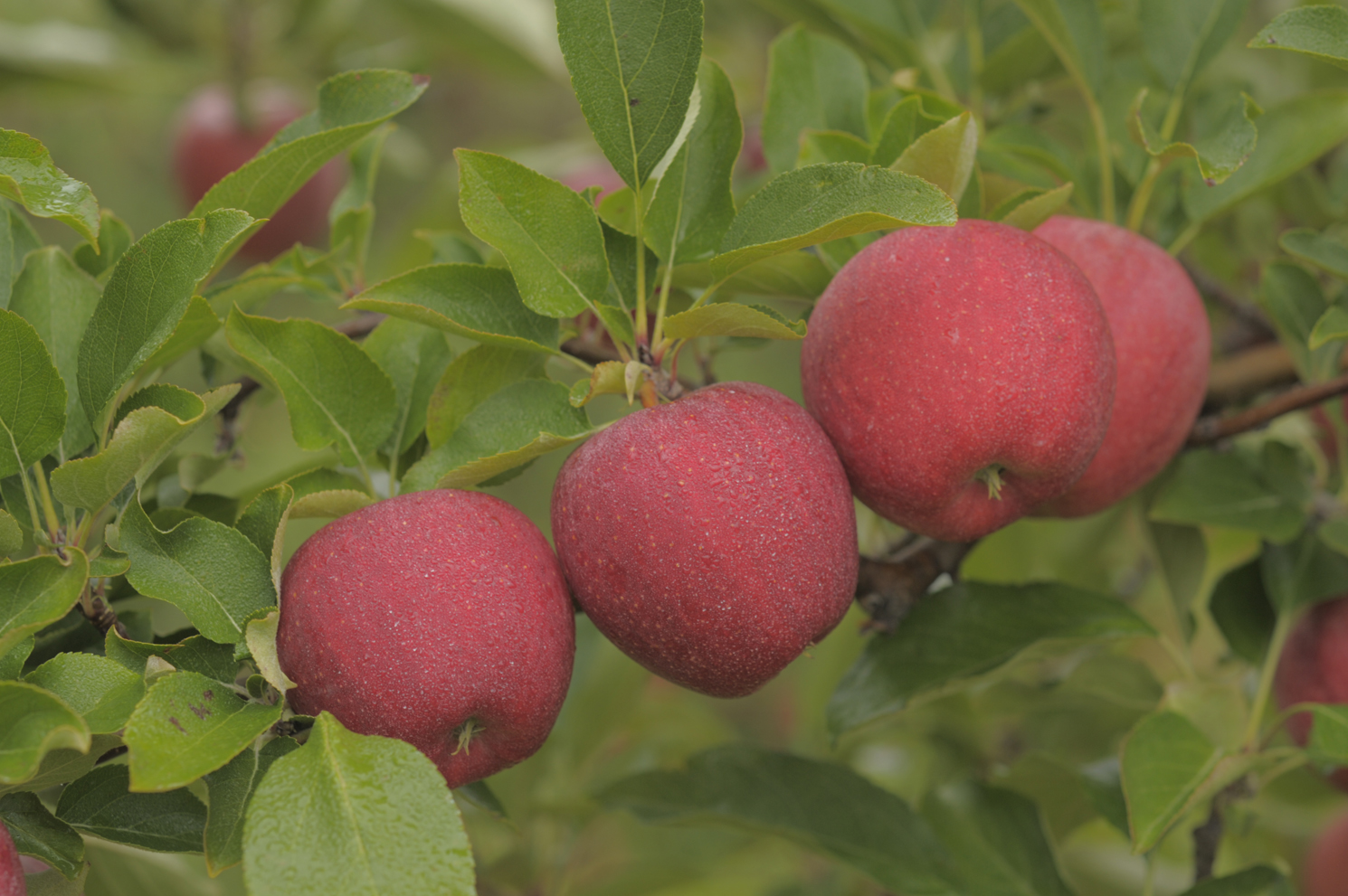 Ontario apples promise great sweetness and flavor this fall Fruit