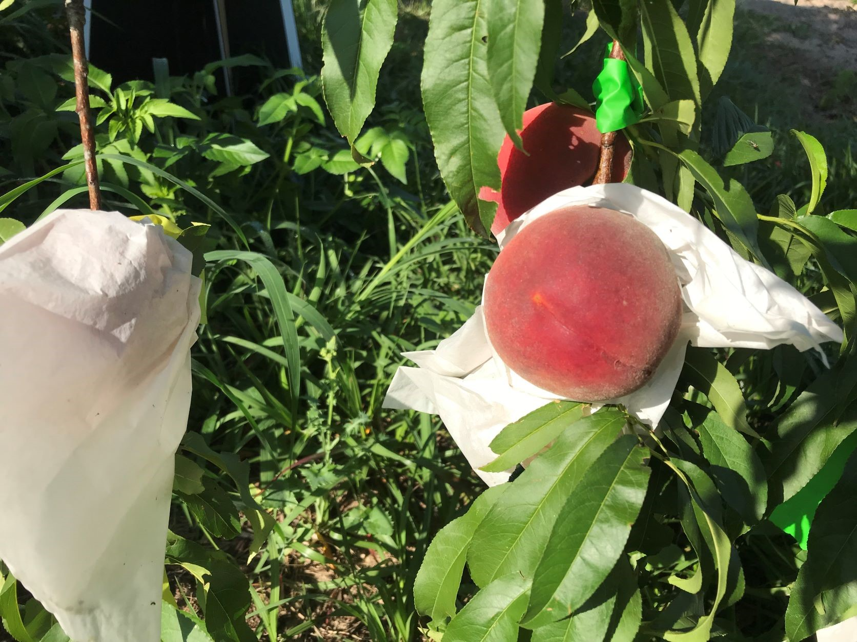 https://fruitgrowersnews.com/wp-content/uploads/2021/10/Florida-bagged-peaches.png