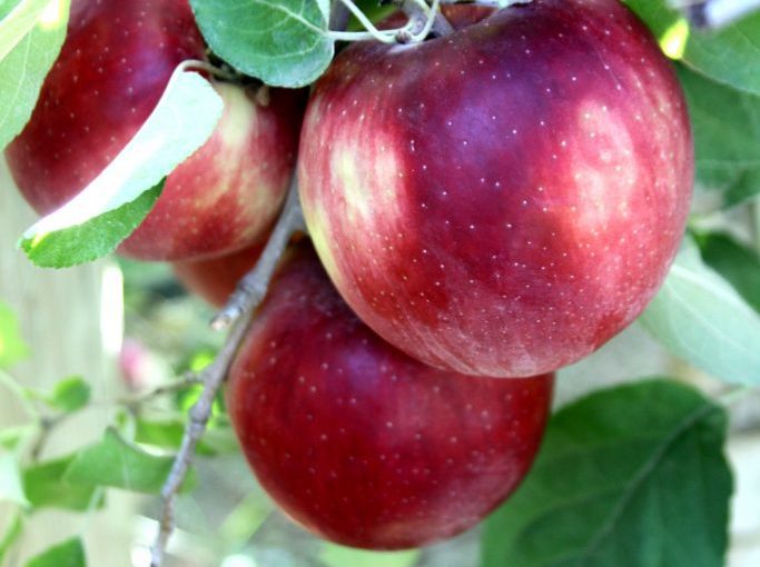 https://fruitgrowersnews.com/wp-content/uploads/2021/10/Healthy-apple-683x1024-1-683x510.jpg