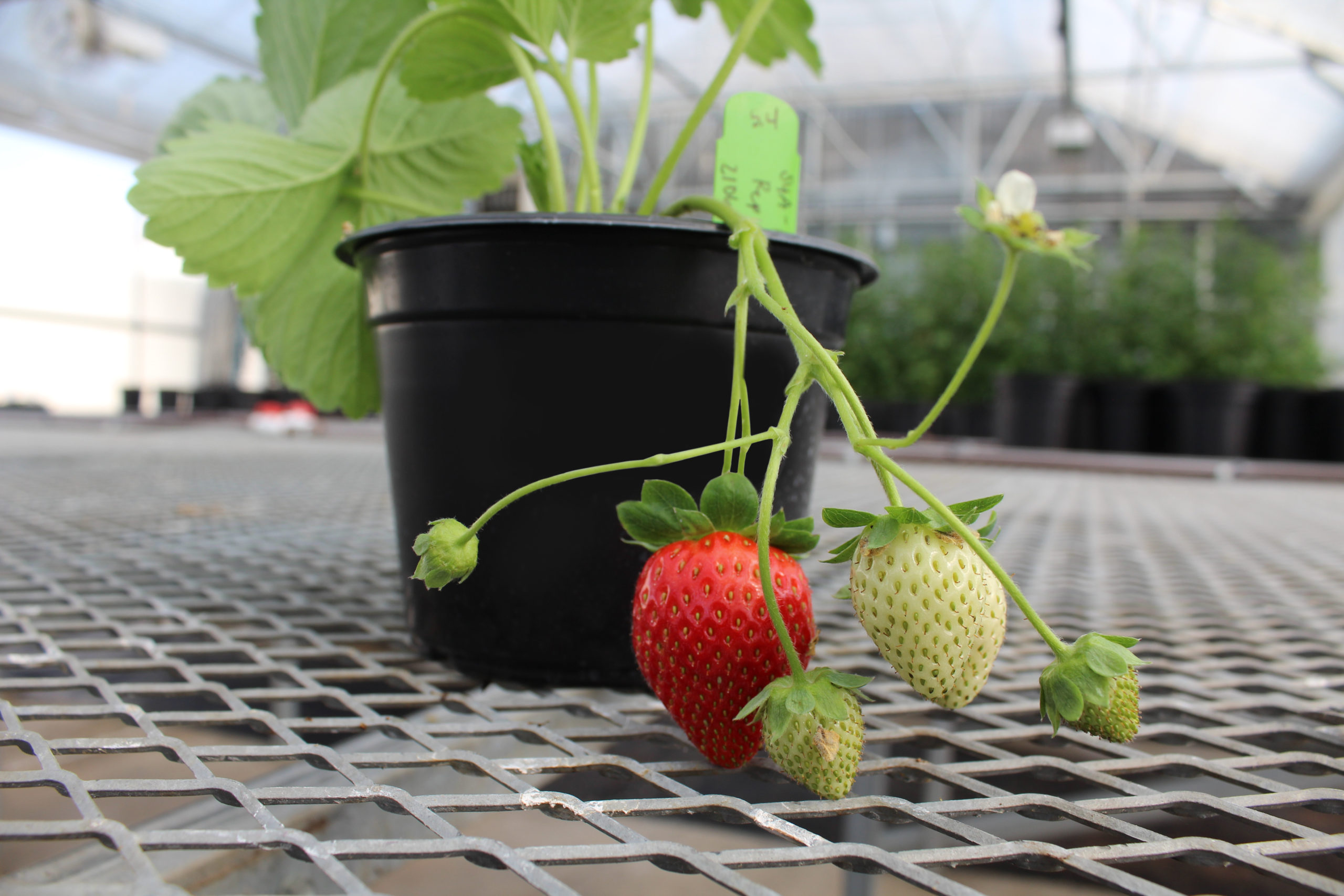 J.R. Simplot, Plant Sciences Inc. align on gene editing of strawberries ...