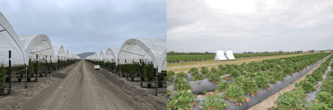 California-raspberry-field-on-left-and-Floria-strawberry-field-on-right