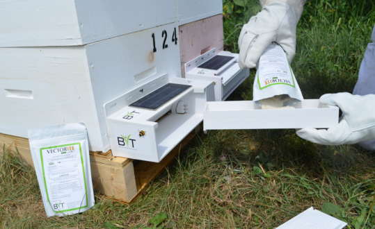 VectorHive-dispenser-trays-are-refilled-twice-a-week-with-BVTs-biofungicide-Vectorite-with-CR-7
