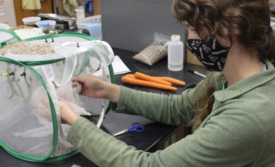 Emily Ogburn is working with a lab population of brown marmorated stink bugs.
