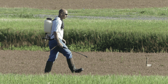 Cranberry operation worker Brian Allen spot spraying weeds