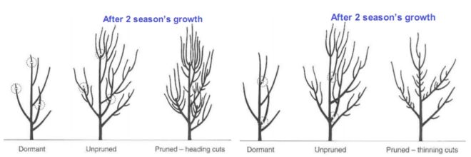 Heading cuts remove apical dominance