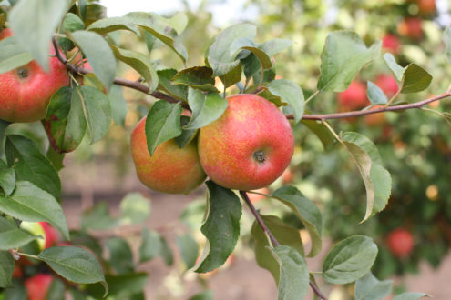 Red apples honeycrisp on apple tree branch