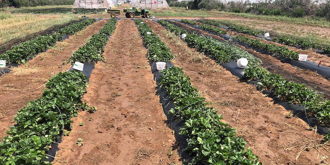 Texas A&M strawberries ready for harvesting