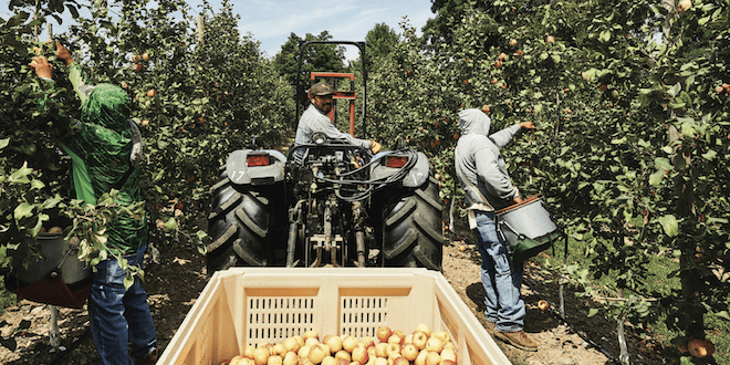 apples picked by hand