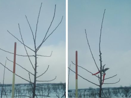 removal of competing laterals in apple trees