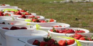 Strawberries grown at the NC State Horticultural Crops Research Station