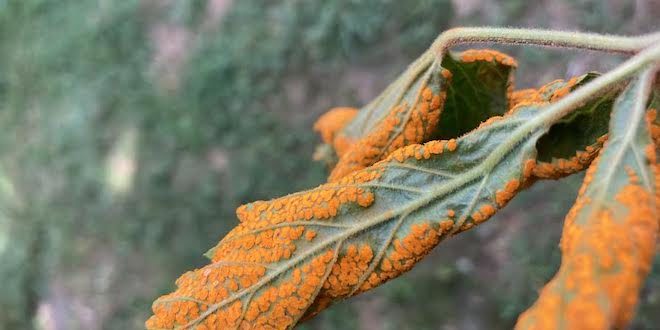 orange rust symptoms on wild blackberry