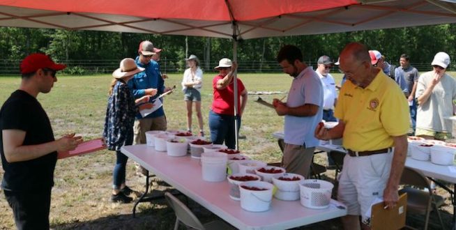 strawberry taste test at a NC State field day