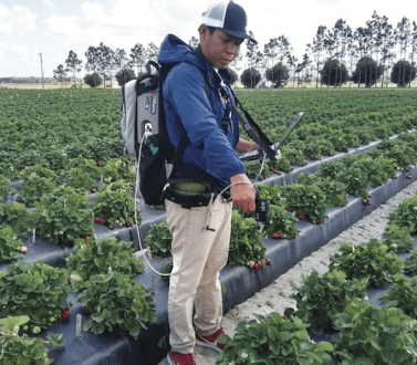 Ronald Tapia points a sensor at a strawberry plant