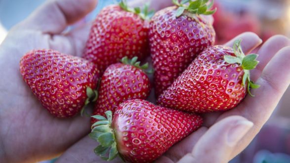 University of California Strawberries