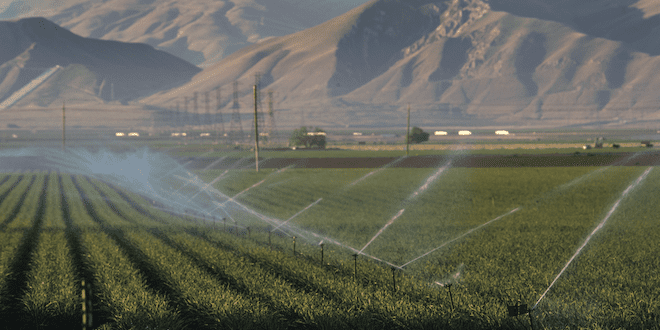 water sprinkler system irrigates a field