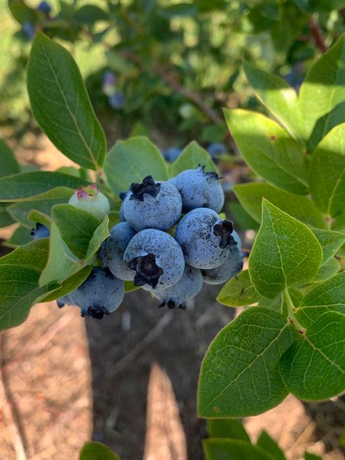 MSU Extension To Host Its First Blueberry Field Day - Fruit Growers News