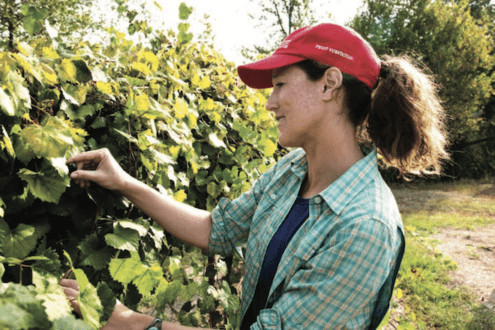 Margaret Worthington inspecting muscadine grapes
