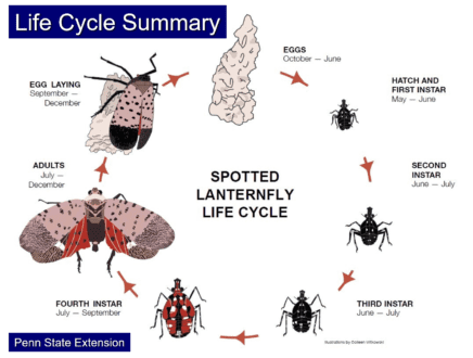 Life cycle of Spotted Lanternfly