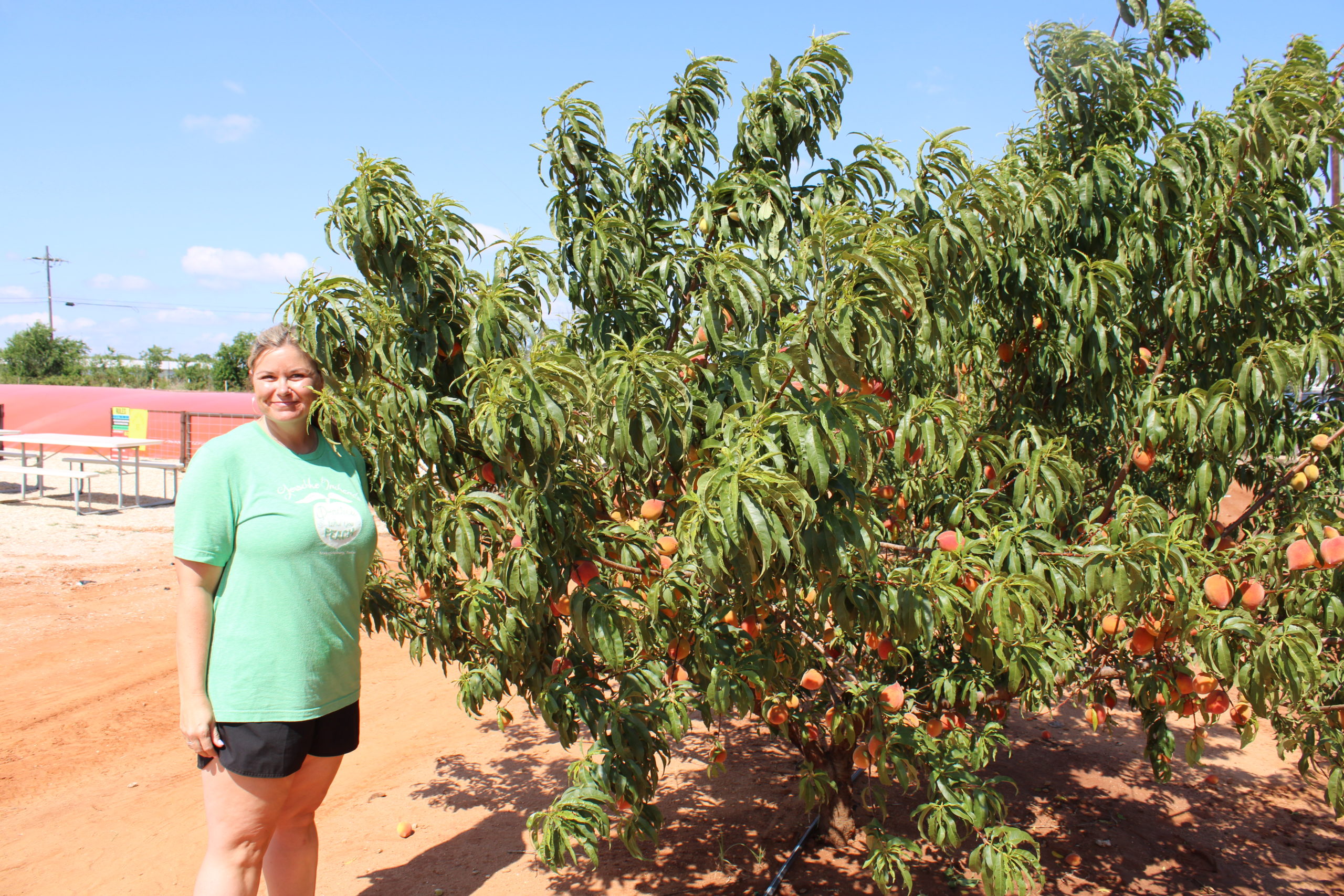 Jenschke Orchards braves Texassized heat, drought Fruit Growers News