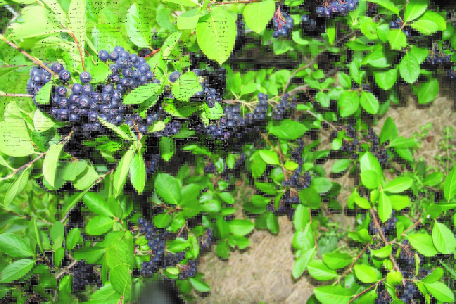 Midwest grain growers add aronia berries Fruit Growers News