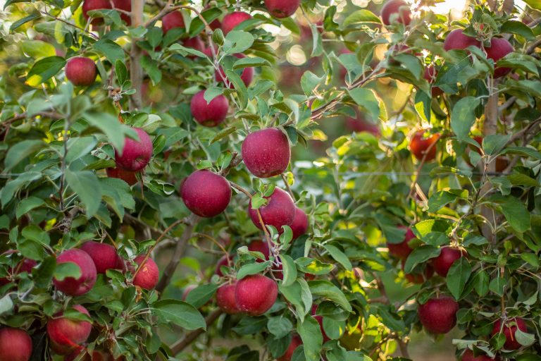 Part II: What is Driving the Growth in Organic Apple Production in WA  State?