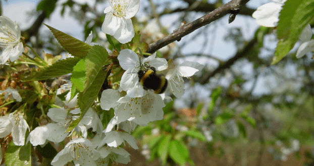 Biobest-bumblebee in cherry tree