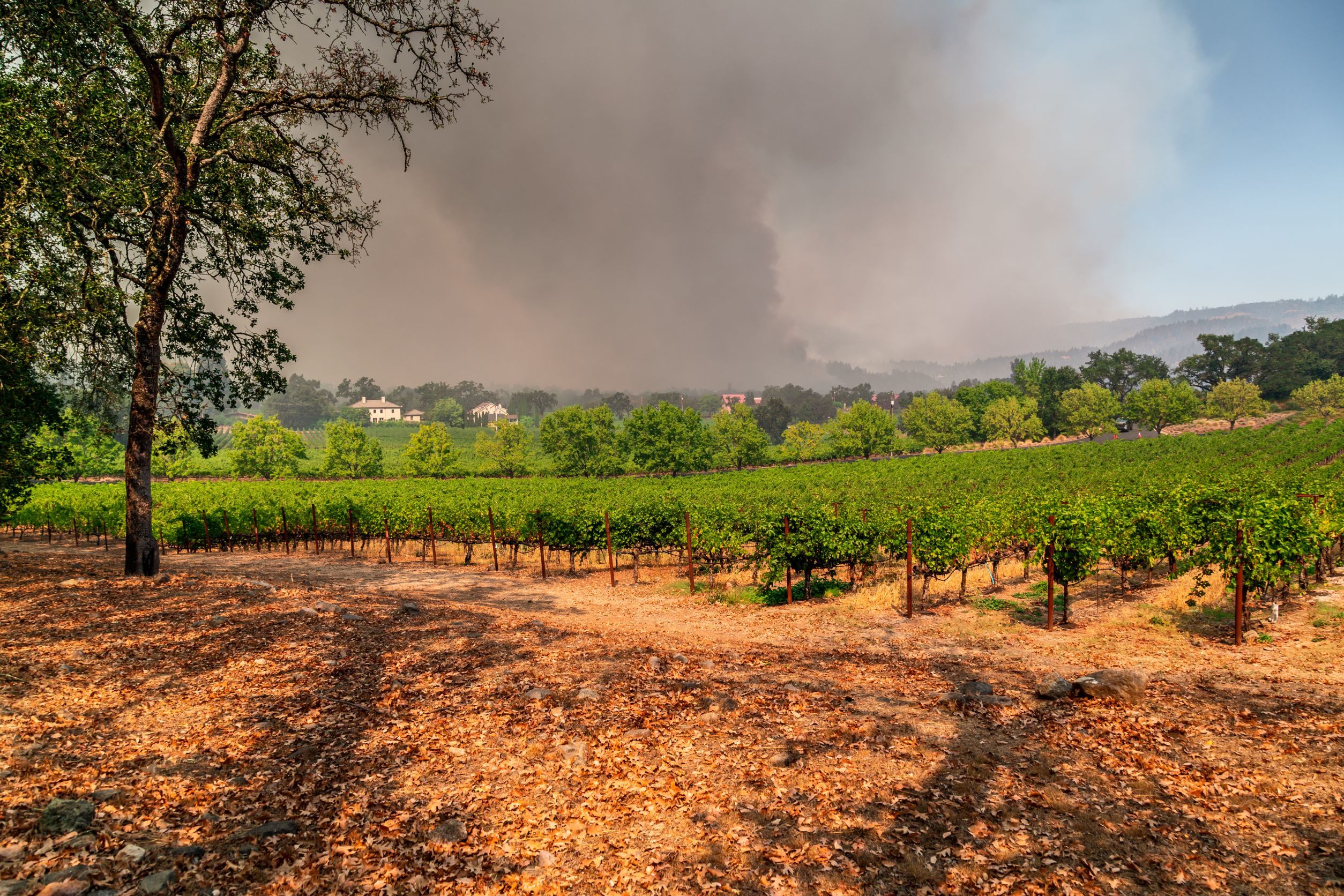 California bill addresses fire costs to farms - Fruit Growers News