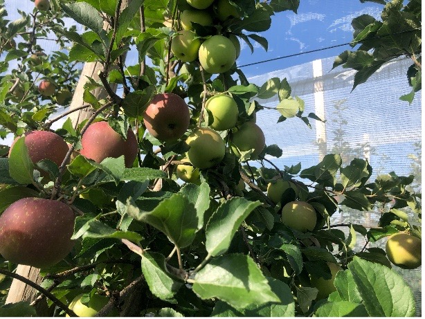 Midwest Apple introduces EverCrisp successor - Fruit Growers