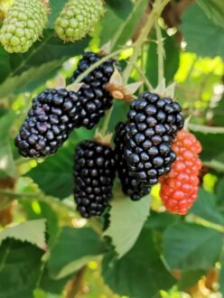 Sun Belle Blackberries-1
