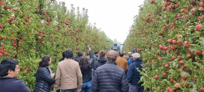 Unifrutti-growers-watch-Tevel-apples