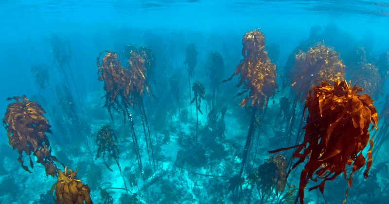 Afrikelp Kelp Bed Photo 1