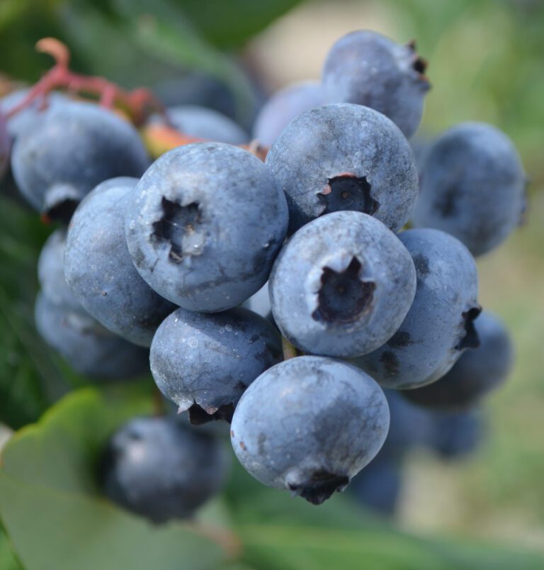 Free New Jersey fruit celebrates National Blueberry Month Fruit