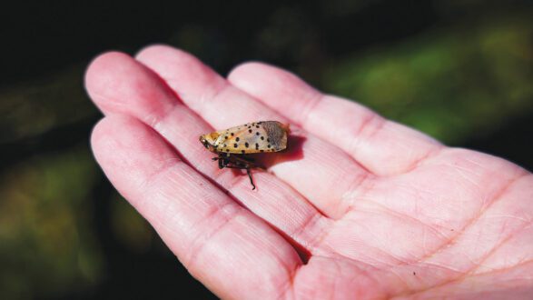spotted lanternfly in hand