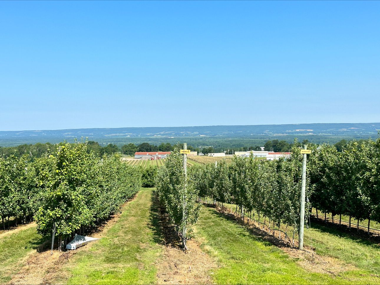 IFTA-Crisp-orchard