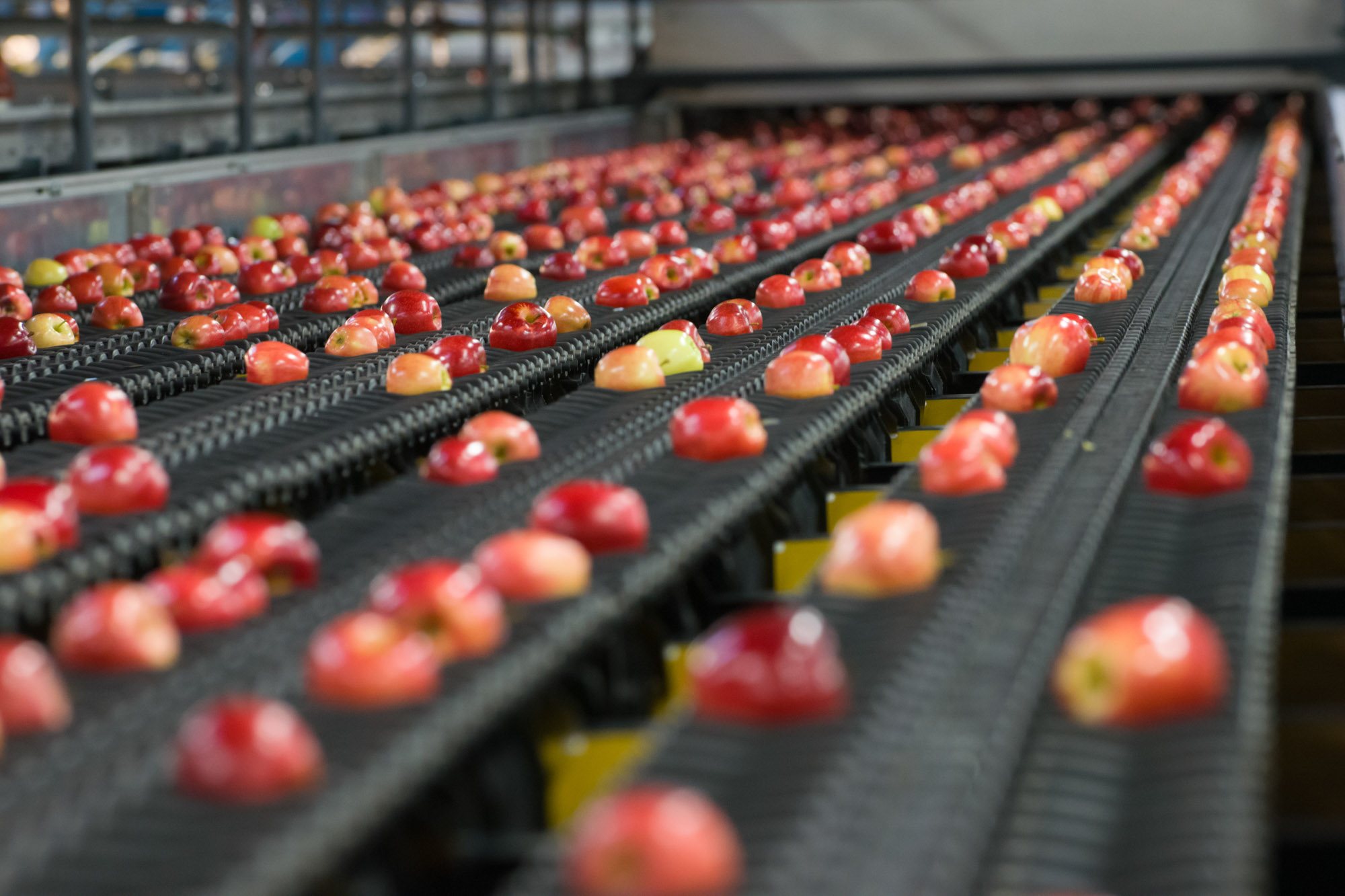 Big crop of SweeTango apples set for late August start