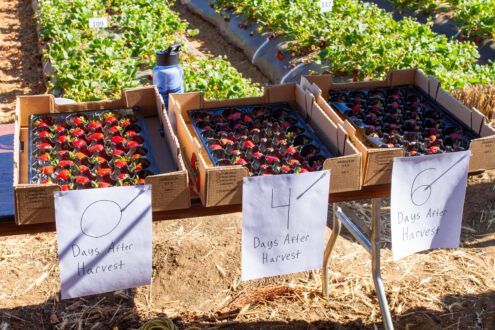 Cal Poly Strawberry Center research