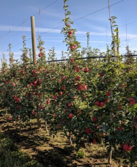 WA-64-apple-orchard