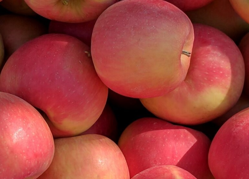 Organic Cripps Pink Apples  Buy Cripps Pink Apples Online – Chelan Ranch