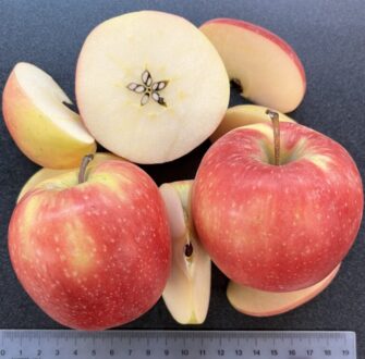 WA-64-sliced-apples
