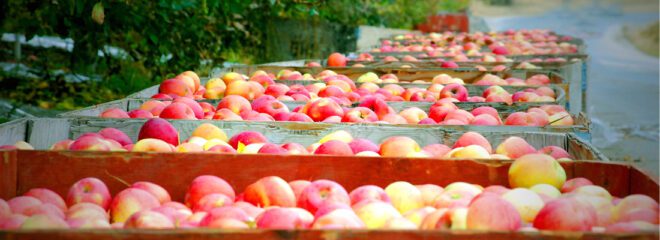 apples harvest